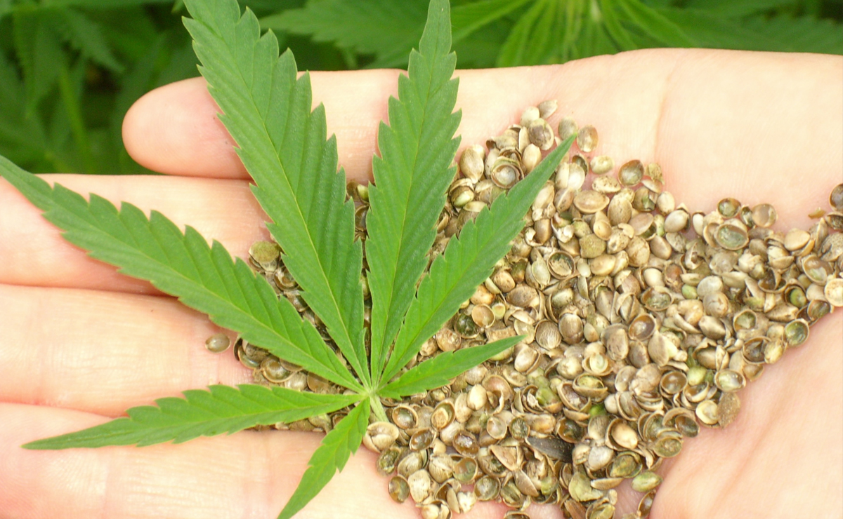 Le chanvre, la graine qui monte en cuisine