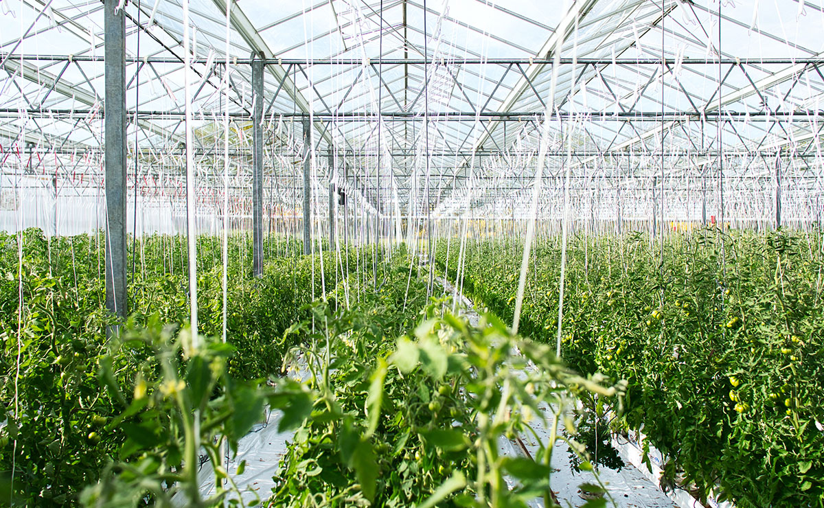 Le zoom : Les serres connectées